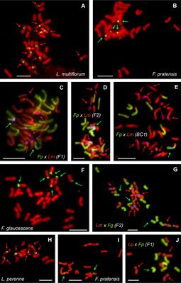 Uniparental expression of ribosomal RNA in ×Festulolium grasses: a link between the genome and nucleolar dominance